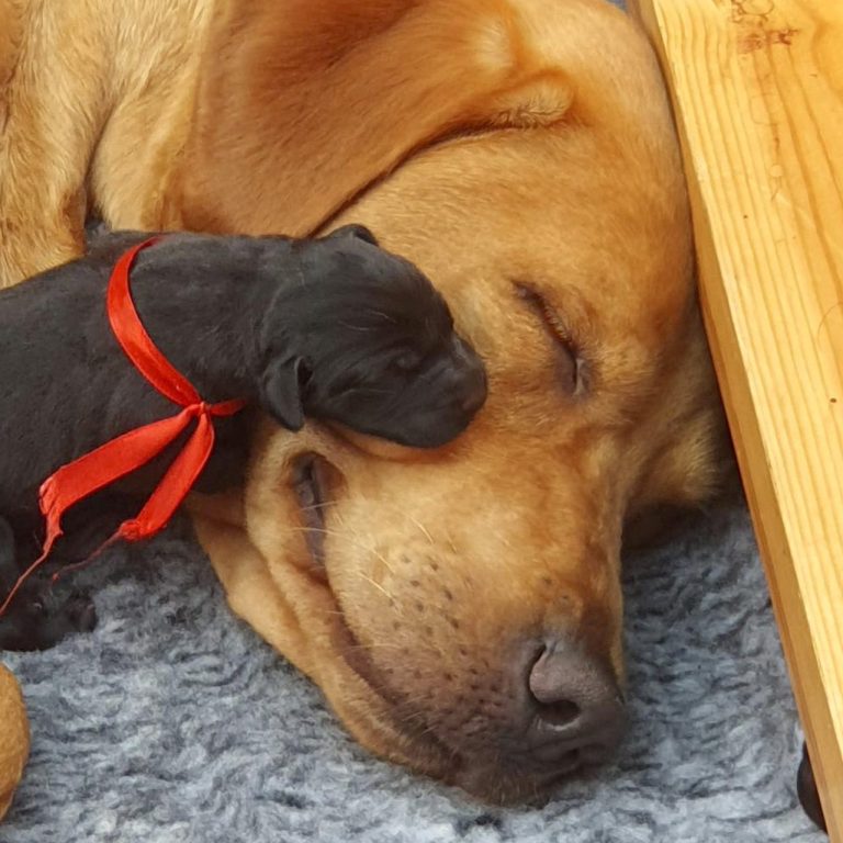 Our dog Molly and puppy asleep