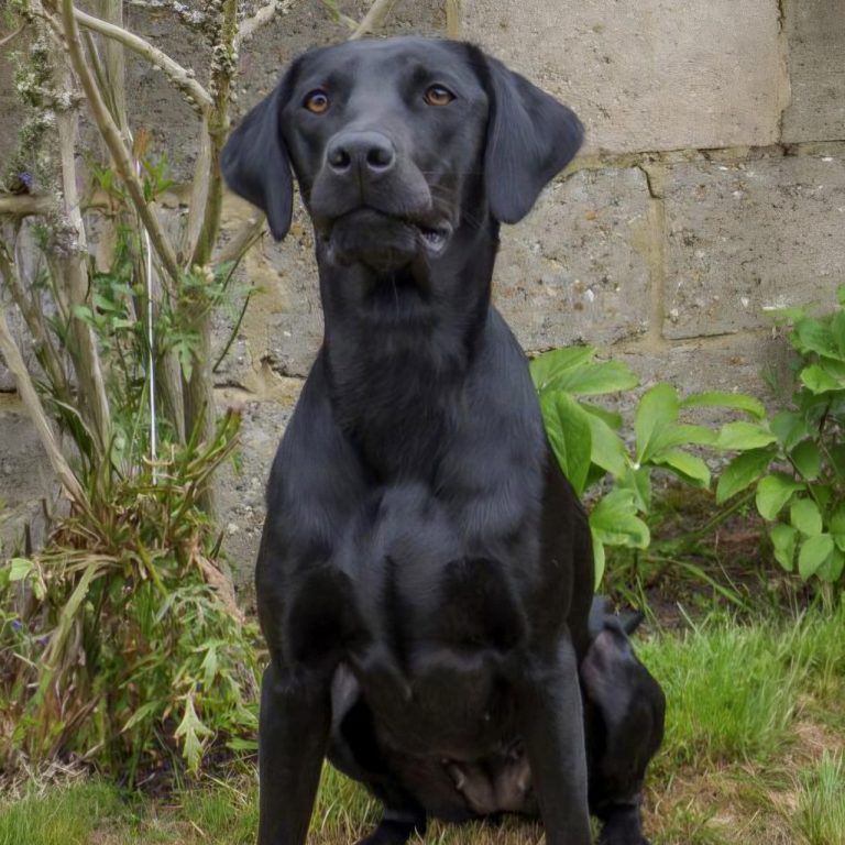 Darcy Our Black Labrador