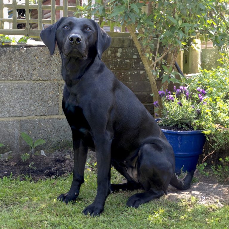 Darcy Our Black Labrador