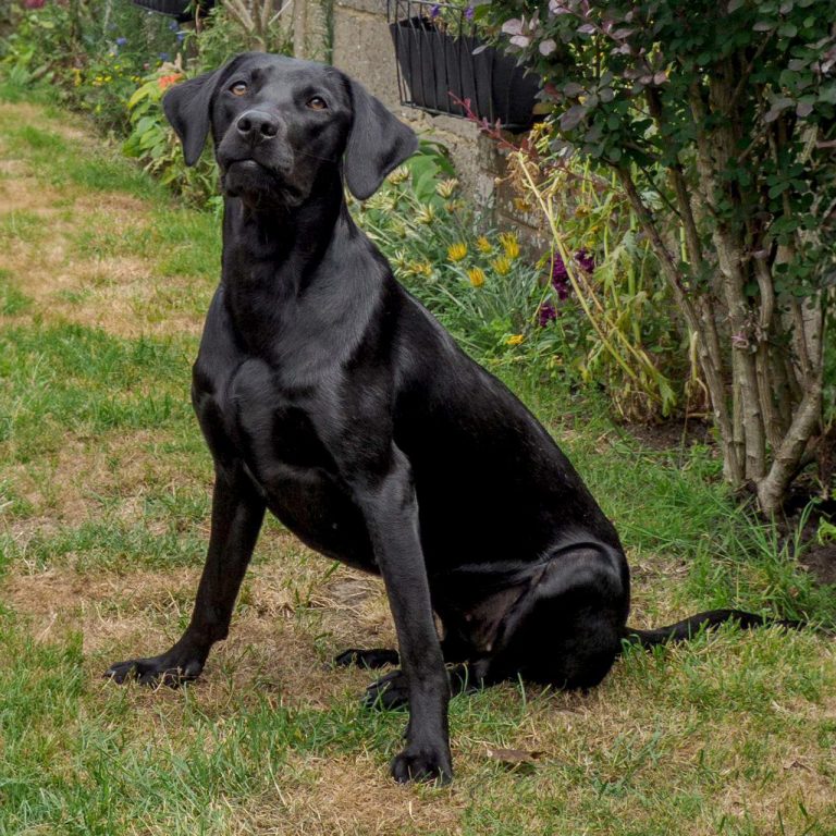 Our black labradour Lyla sitting on grass